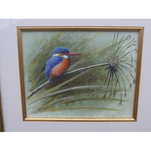 4055 - MARK CHESTER (B.1960): Kingfisher, watercolour, signed lower right, framed and glazed, 19cm x 24cm i... 