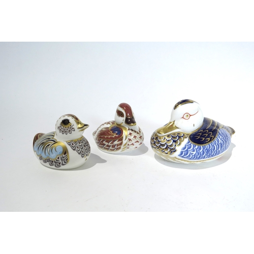 4503 - Three Royal Crown Derby paperweights Swimming Duckling, Collector's Guild Duckling, gold stoppers an... 