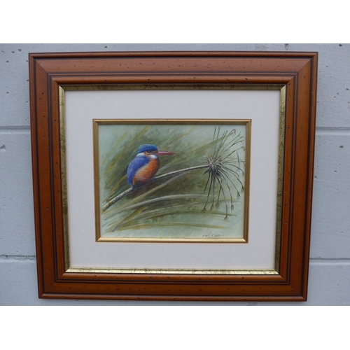 4032 - MARK CHESTER (B.1960): Kingfisher, watercolour, signed lower right, framed and glazed, 19cm x 24cm i... 