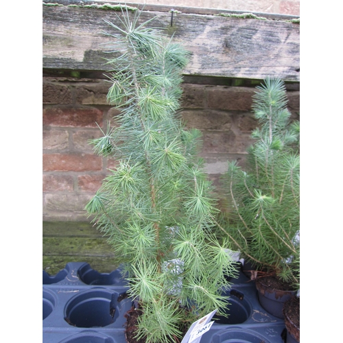 3061 - 3 Pinus Silver crest