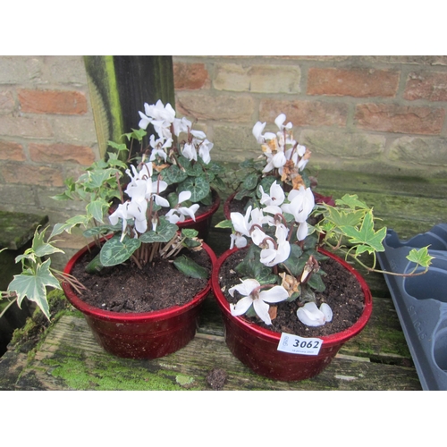 3062 - 4 Cyclamen bowls