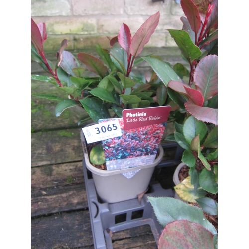 3065 - Photinia little red robin