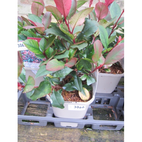 3066 - Photinia little red robin