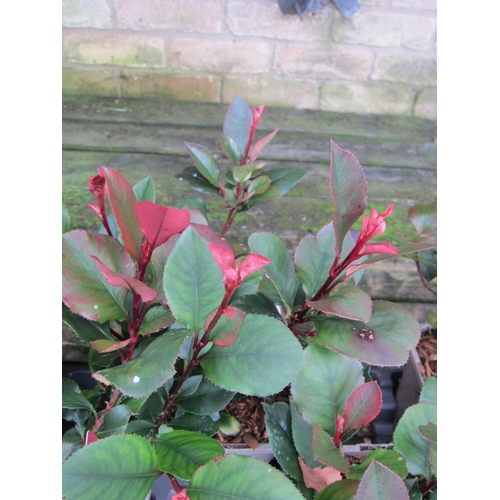 3067 - Photinia little red robin