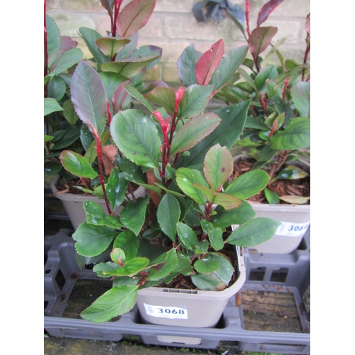 3068 - Photinia little red robin