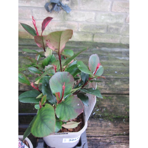 3069 - Photinia little red robin