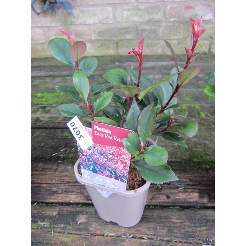 3070 - Photinia little red robin