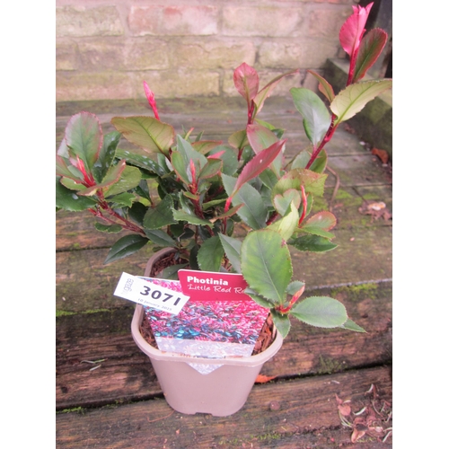 3071 - Photinia little red robin