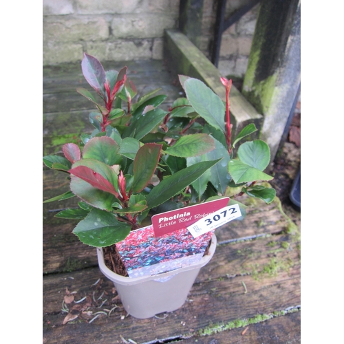 3072 - Photinia little red robin