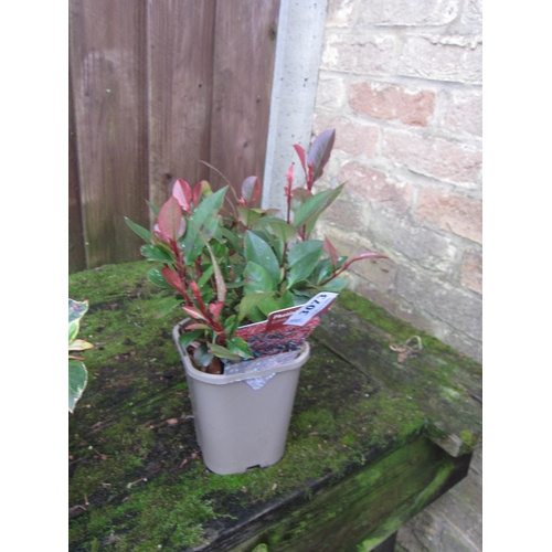 3073 - Photinia little red robin