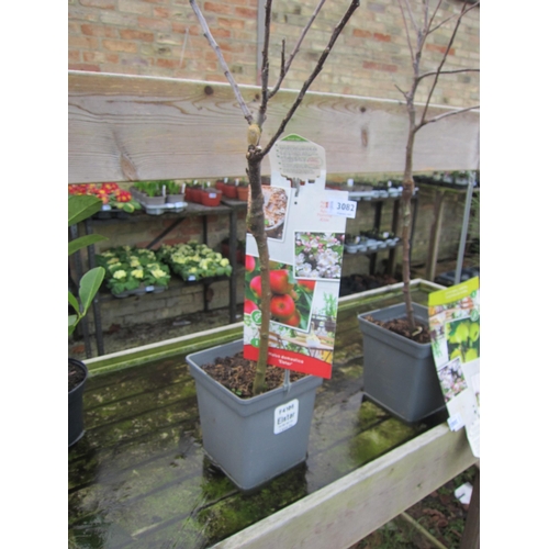 3082 - Patio apple tree elstar