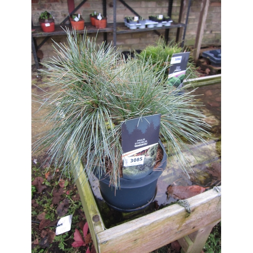 3085 - Pinus radiata