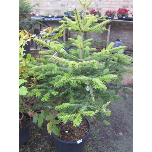 3090 - Nordman Fir