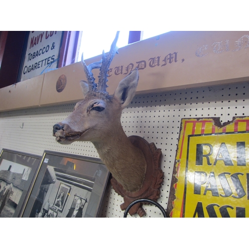 7038 - A stuffed and mounted head of a deer