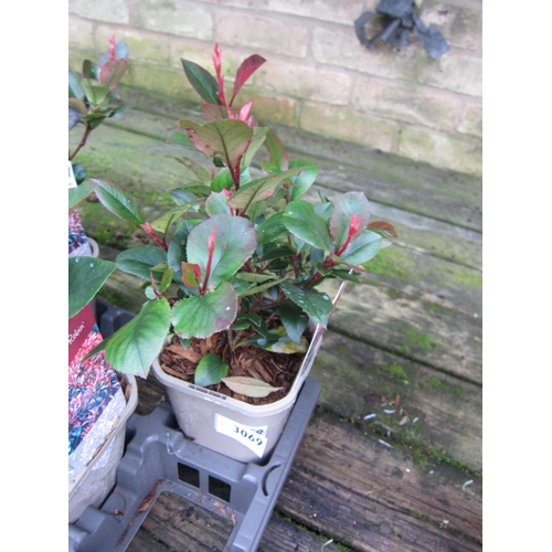 3069 - Photinia little red robin