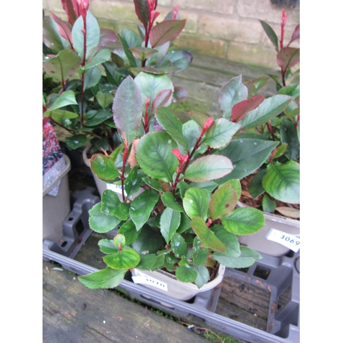 3070 - Photinia little red robin