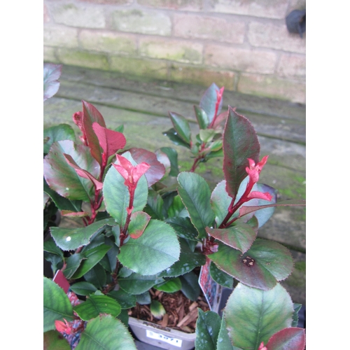 3071 - Photinia little red robin