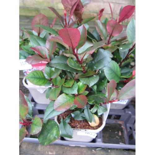 3072 - Photinia little red robin