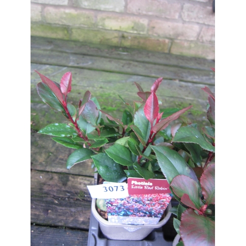 3073 - Photinia Little Red Robin