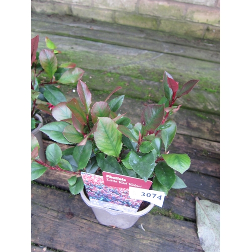 3074 - Photinia Little Red Robin