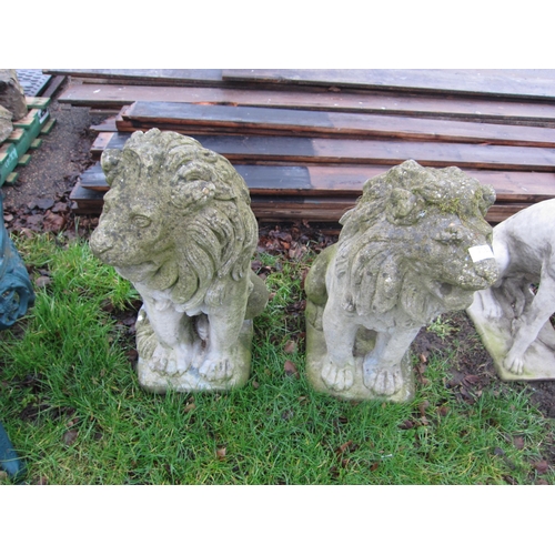 7055 - A pair of weathered recomnstituted garden lions, 66cm tall