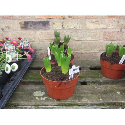 3045 - 3 mixed Hyacinth bowls