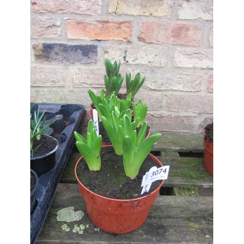 3074 - 3 mixed Hyacinth bowls