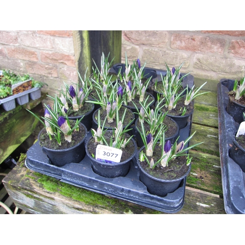 3077 - 12 blue Crocus