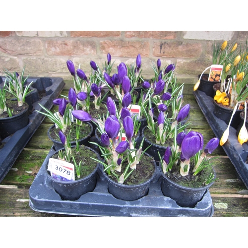 3078 - 15 blue Crocus