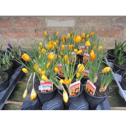 3079 - 12 yellow Crocus