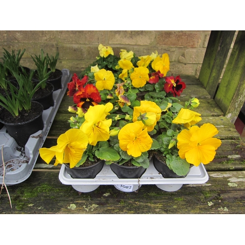 3082 - 18 Pansy pots