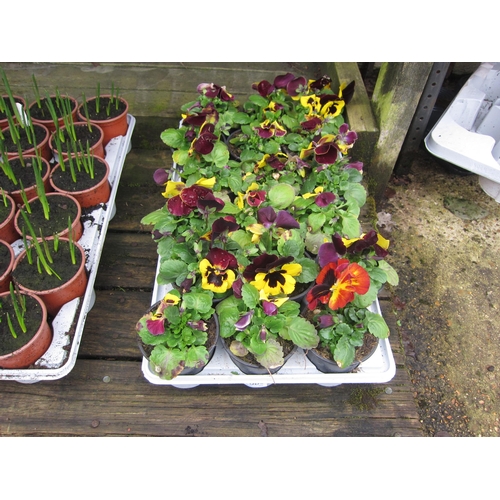 3083 - 18 Pansy pots