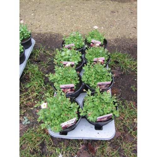 3106 - 8 Saxifraga 