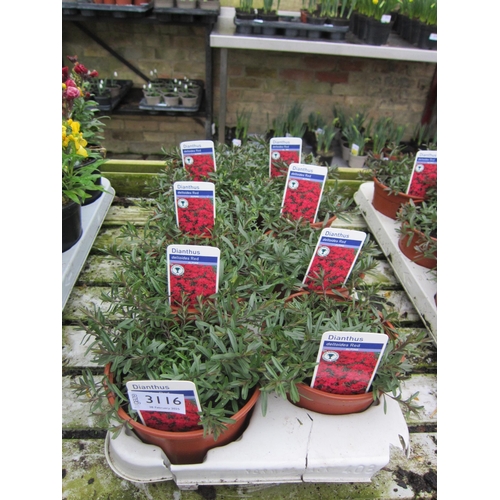 3116 - 8 red Dianthus Deltoides