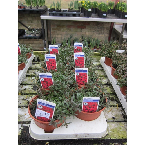 3117 - 8 red Dianthus Deltoides