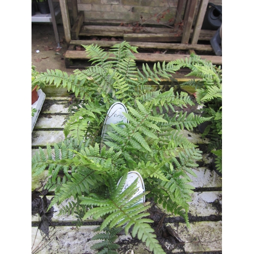 3123 - 3 Dryopteris Fern