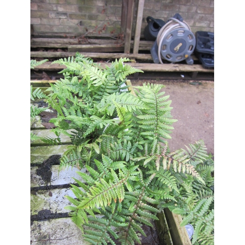 3124 - 3 Dryopteris Fern