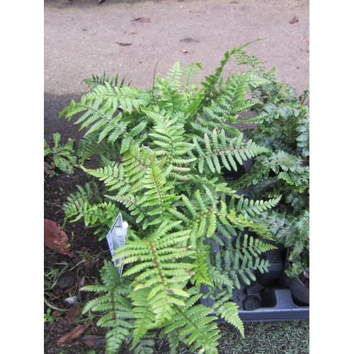 3125 - 3 Dryopteris Fern