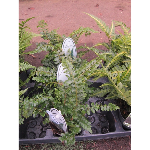 3126 - 3 Polystichum Fern