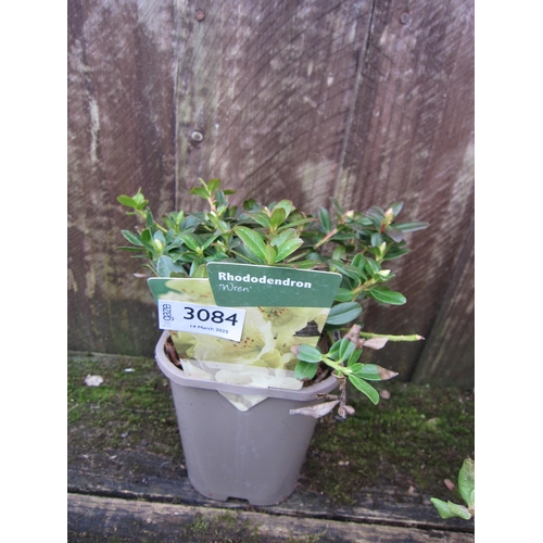 3084 - A dwarf Rhododendron 