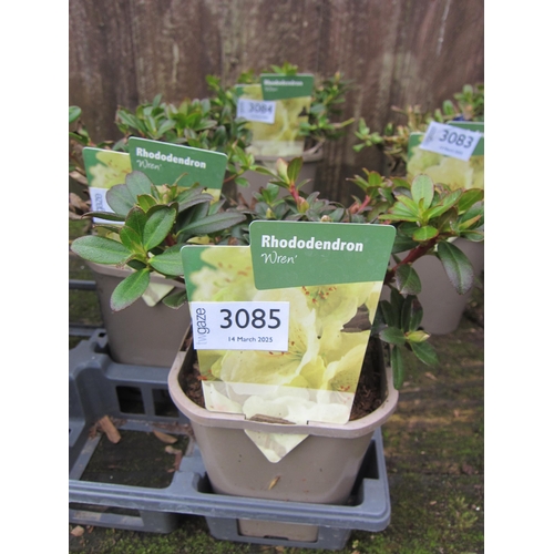 3085 - A dwarf Rhododendron 