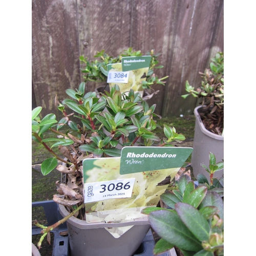 3086 - A dwarf Rhododendron 