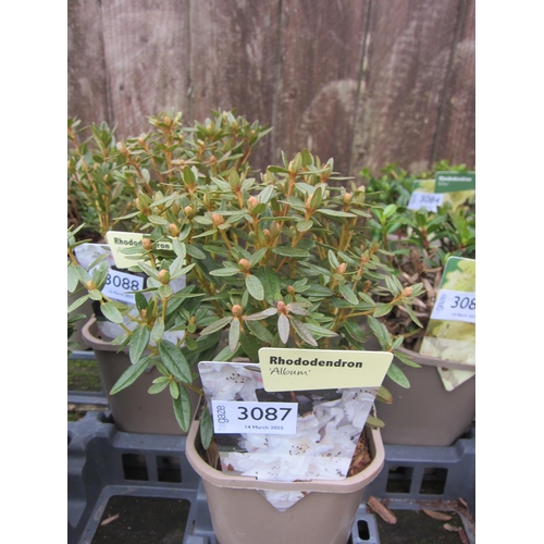 3087 - A dwarf Rhododendron 