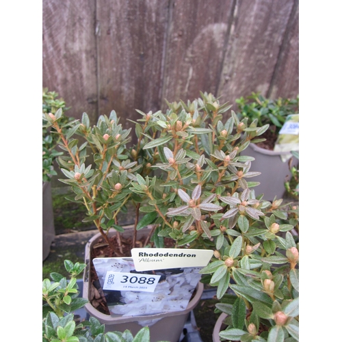 3088 - A dwarf Rhododendron 