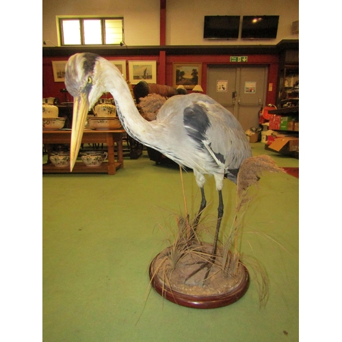 4006 - A taxidermy specimen Heron in naturalistic setting, 62cm tall