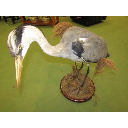 4006 - A taxidermy specimen Heron in naturalistic setting, 62cm tall