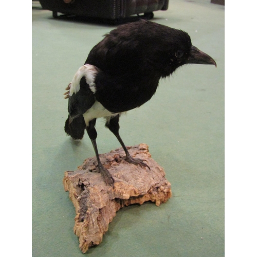 4007 - A taxidermy of Magpie, 23cm tall