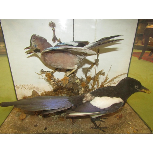 4009 - A taxidermy specimen of Jay and Magpie in naturalistic setting, cased, case 42cm tall x 56cm wide x ... 