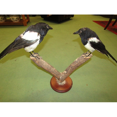 4011 - A taxidermy specimen of two Magpies on a branch, 44cm tall