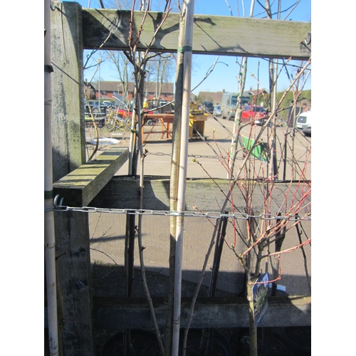 3025 - A Flowering Cherry